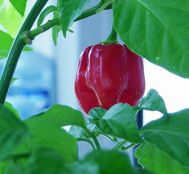 redsavinapepper